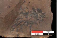 Foto (Detailansicht) von Cystoseira communis Unger (NHMW-GEO-2024-0188-0101)